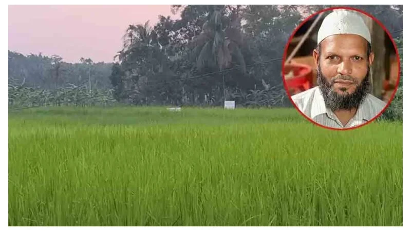 lপিরোজপুরে ৫ আগস্টের পর থেকে মন্দিরের জমি দখল করে ধান চাষ জামায়াত আমিরের